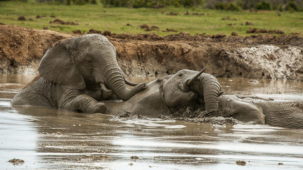 Elephants in watering hole