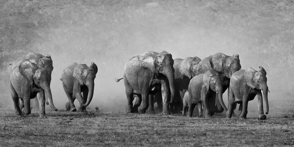 Elephants running